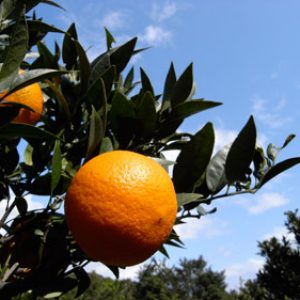 タンカンの季節がやってきた！