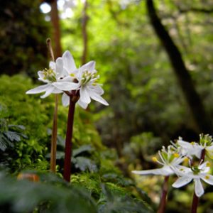 冬を越えて・・・