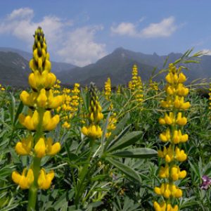 春のお届けです