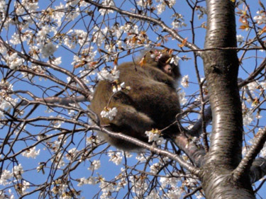 ヤマザクラの花を食べるヤクザル
