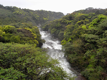 春の雨による増水した川