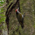 最近良く出逢うアオゲラ