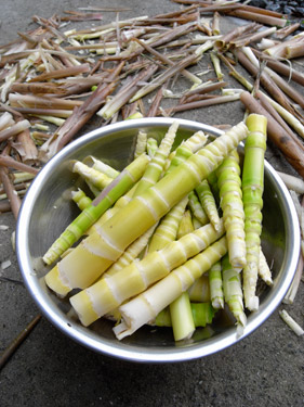 コサンダケの皮剝き風景