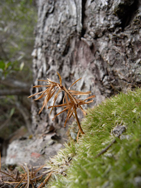 枯れ行くヤクタネゴヨウの実生