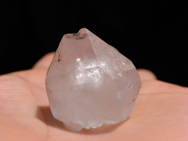 枯れ始めているヤクタネゴヨウからマツノザイセンチュウのサンプルを集める