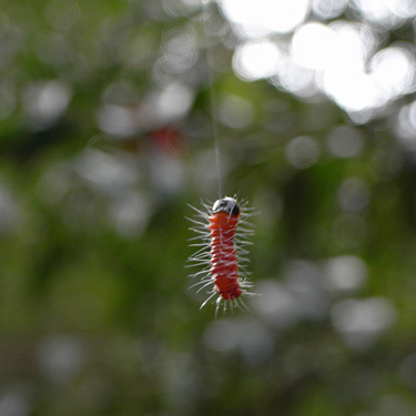 糸にぶら下がる赤レンジャーのような小さい毛虫