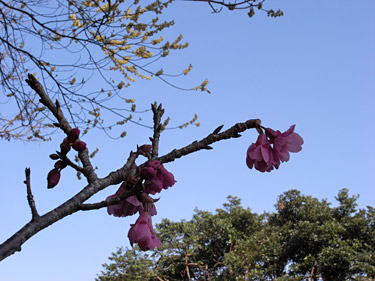 カンヒザクラとアオモジ