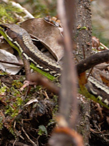 ニホンカナヘビ(お腹が緑色!)