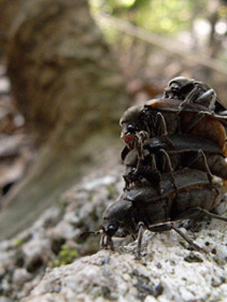 クチキクシヒゲムシの衝撃的交尾