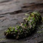 幼虫同定(指名手配w)