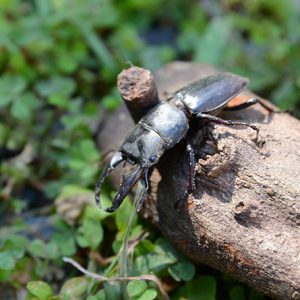 2013年度初ヒラタクワガタ