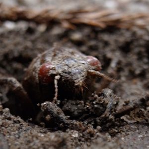 5月に出逢った珍客(蝉さんです^^)