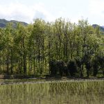 春は田植えの季節