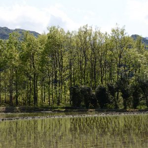 春は田植えの季節
