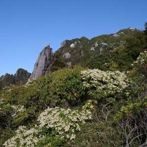 永田岳とアセビ群落