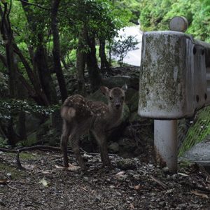 ボクは母鹿ではありませんw