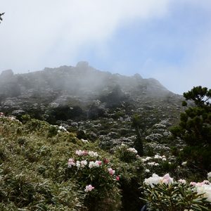 私の知る最高のシャクナゲ舞台