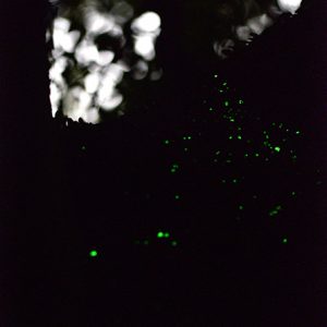 月光に浮かぶ銀河のよう…