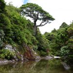 毎年恒例、奥岳沢登り 2014年