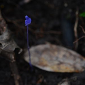 ルリシャクジョウ