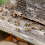 遂に分蜂始まる!!