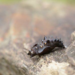 いやいや、デコってないって…(蛹編w)