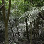 火山灰を洗い流す恵の雨