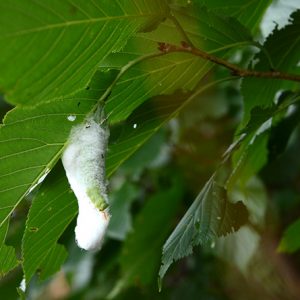 モモスズメの惨劇