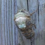 クマゼミ、今年もありがとう！