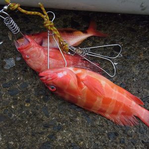 フィッシングカヤック&ポンカンちぎりｗ