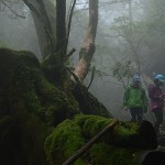 白谷雲水峡(半日)2016.3.10