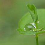 しずくより小さな命