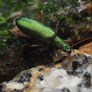 ヤクアオハムシダマシくんに遭遇