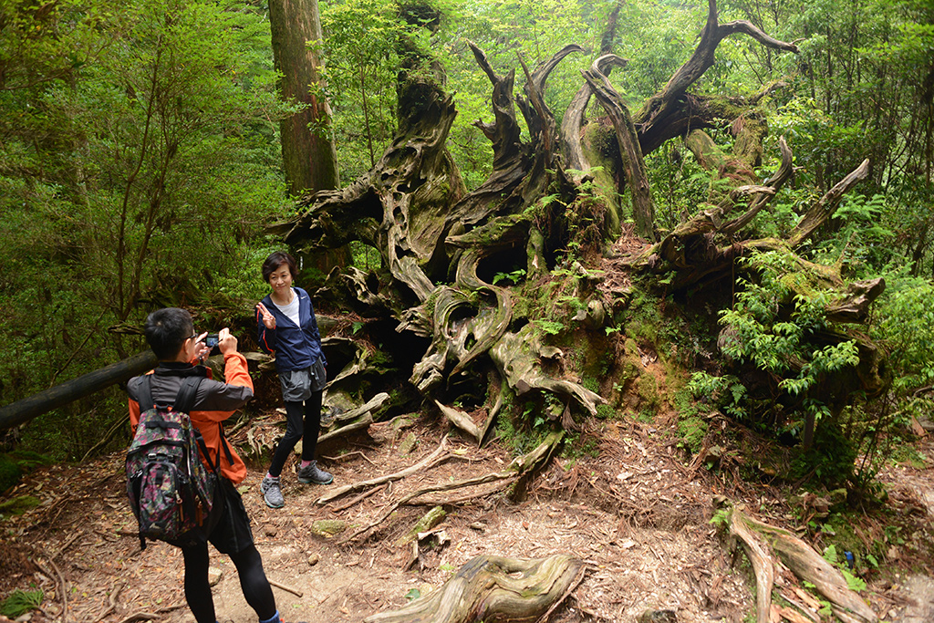 大岩を抱きながら生き、そしてその軌跡を残して逝った蛇紋杉