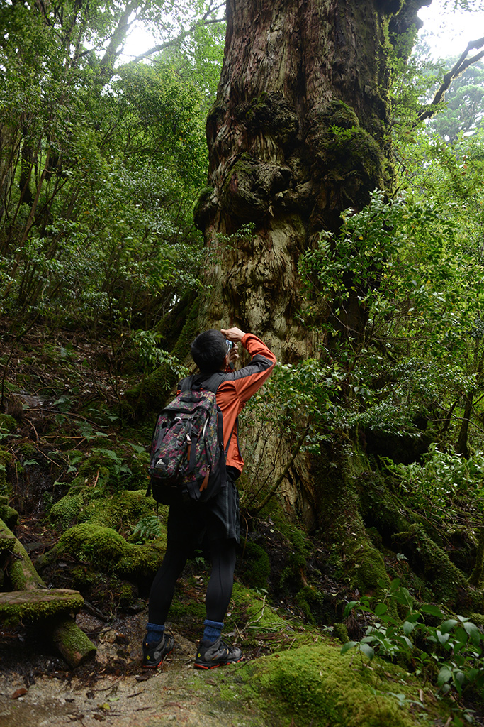 その圧倒的な存在感を前に…。釈迦杉