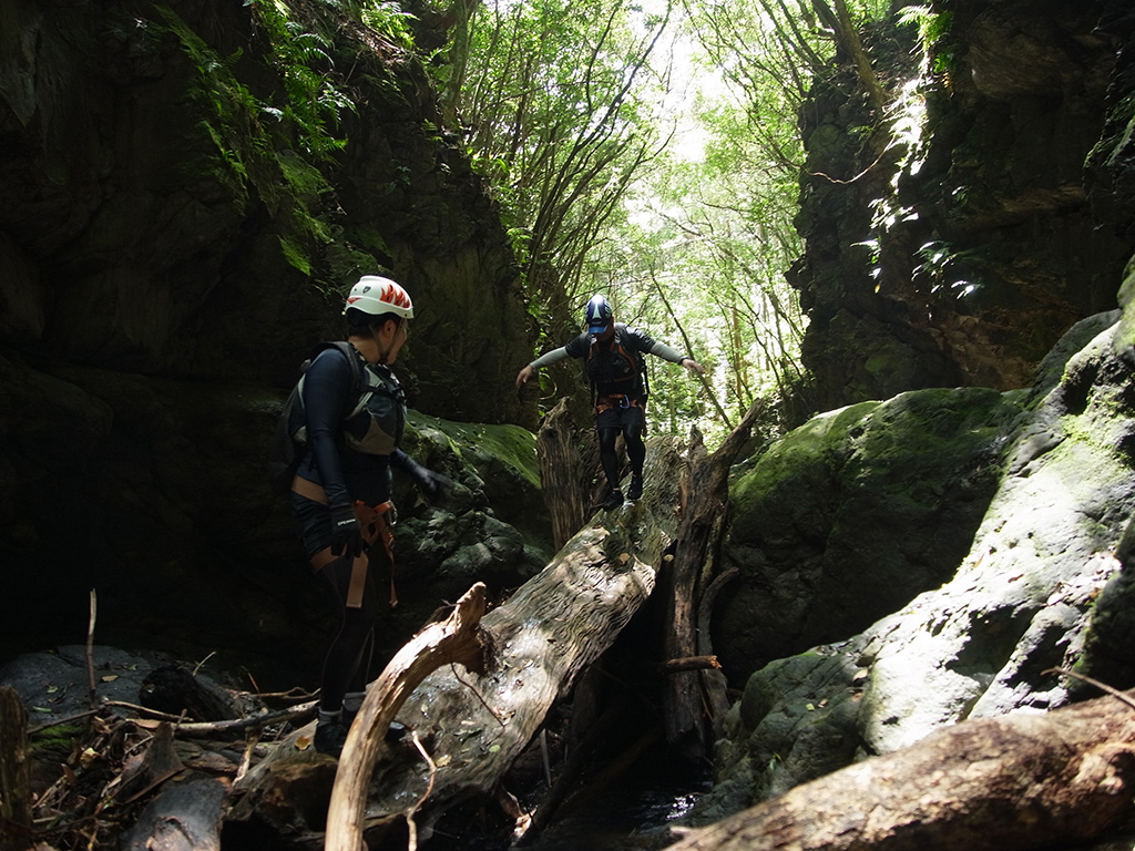 この川は流木が本当に多い。倒木上を歩く。