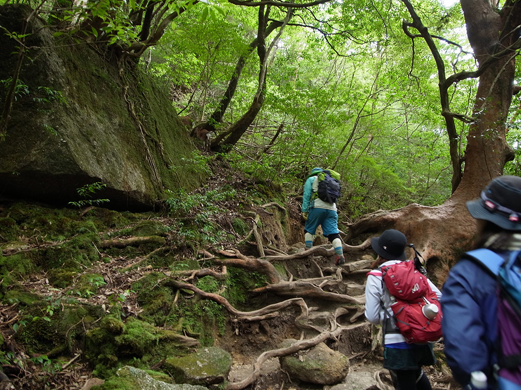 リピーターYさんがチームを引っ張りながら歩く後ろ姿の写真
