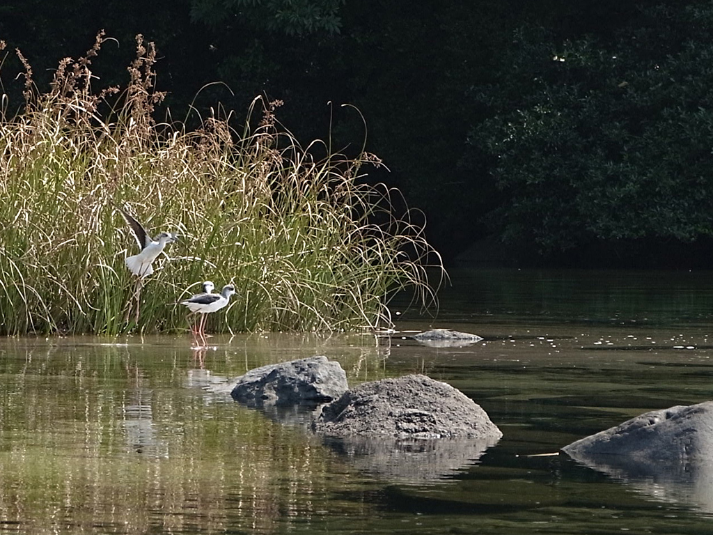 栗生川の浅瀬で休んだり、啄んだりしているフラミンゴのような足を持つセイタカシギ3羽の写真
