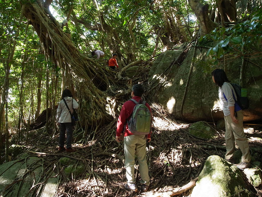 子供二人がガジュマルに登っていると思いきや、大人が先に登っていたという写真