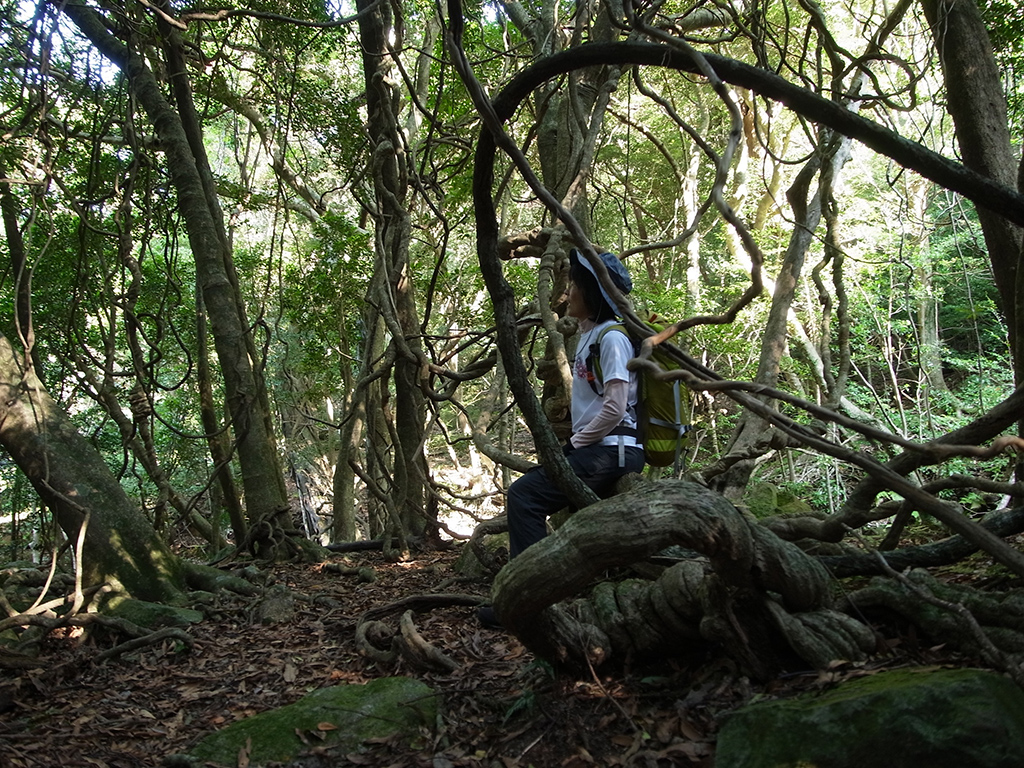 西部林道に広がる照葉樹林の中は、太いツル植物の宝庫で、ブランコのように腰掛ける参加者のの写真