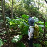 こんな風に森を歩きたいという想い  2016.12.3