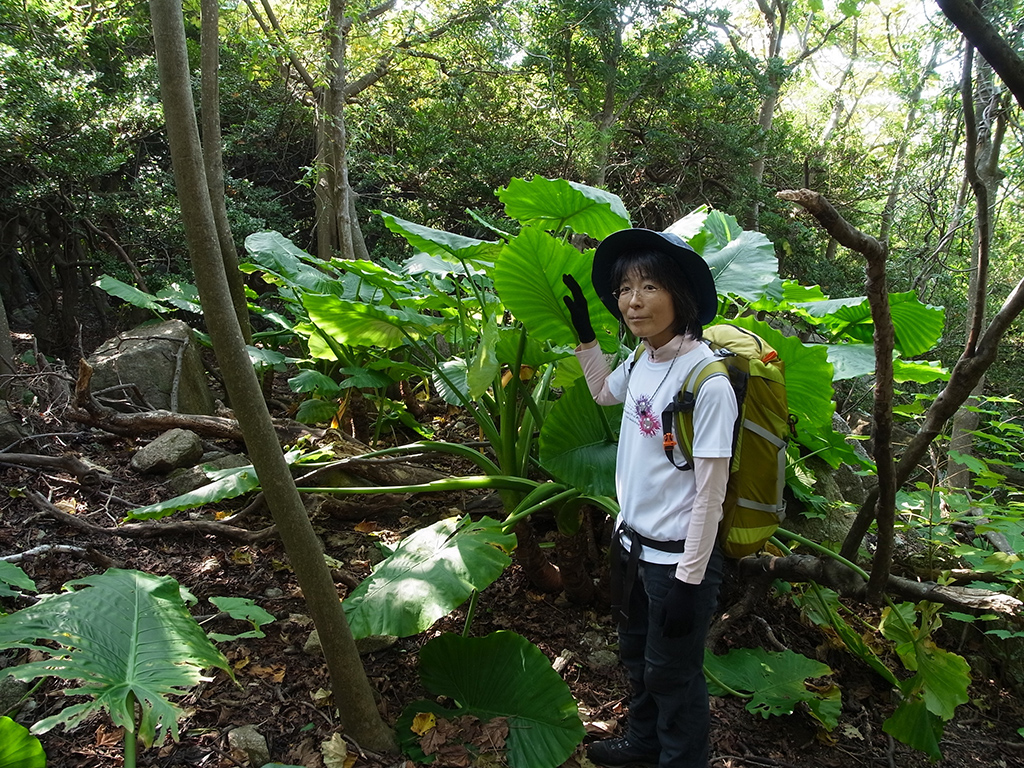 西部林道内にあるクワズイモ群落に埋もれている参加者の写真