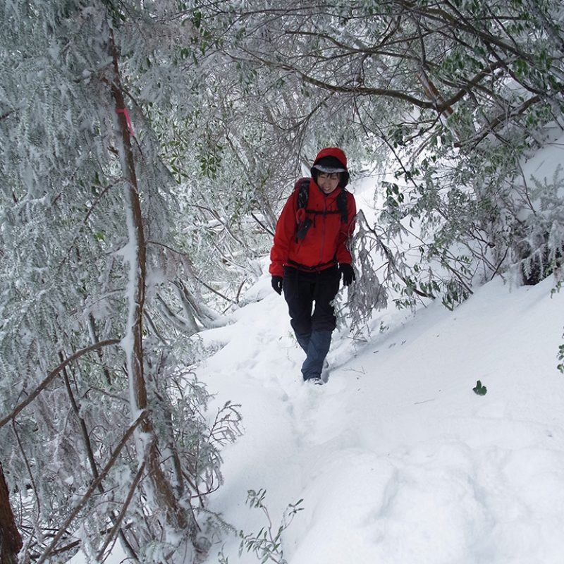通行止め2連発からの龍神杉