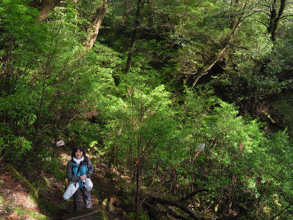 ヤクスギランドで急に射し込んできた美しい陽射しに微笑む参加者の黄緑に輝く木々の写真