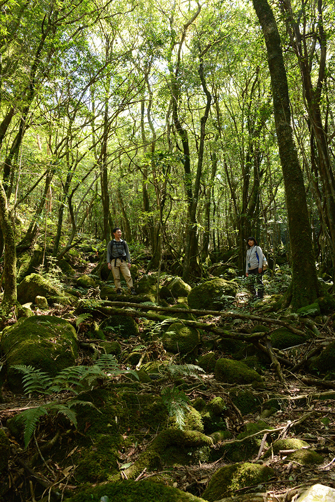 深い苔の森に立ち尽くす二人の姿