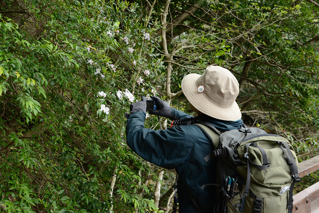 綺麗に咲き誇るサクラツツジの写真をとるご主人のSさん写真