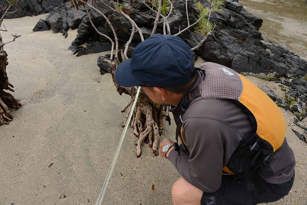 たわわに種を付けるマングローブのメヒルギをじっくりと観察する参加者Uさんの写真