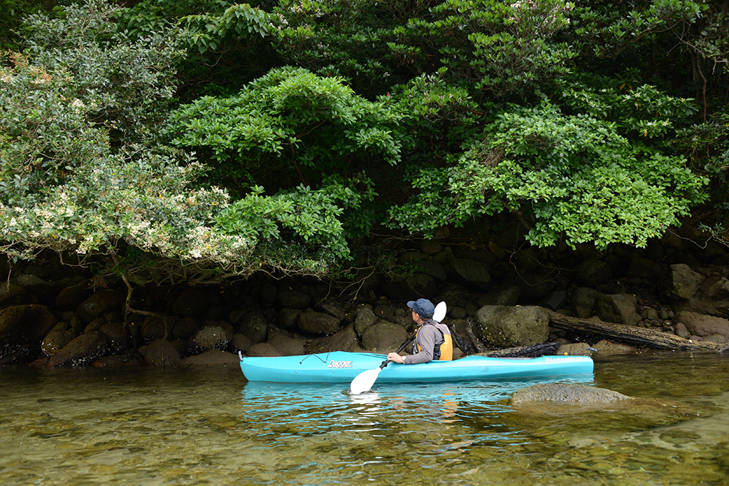 ネズミモチやクチナシの花を間近で観察するUさんの写真