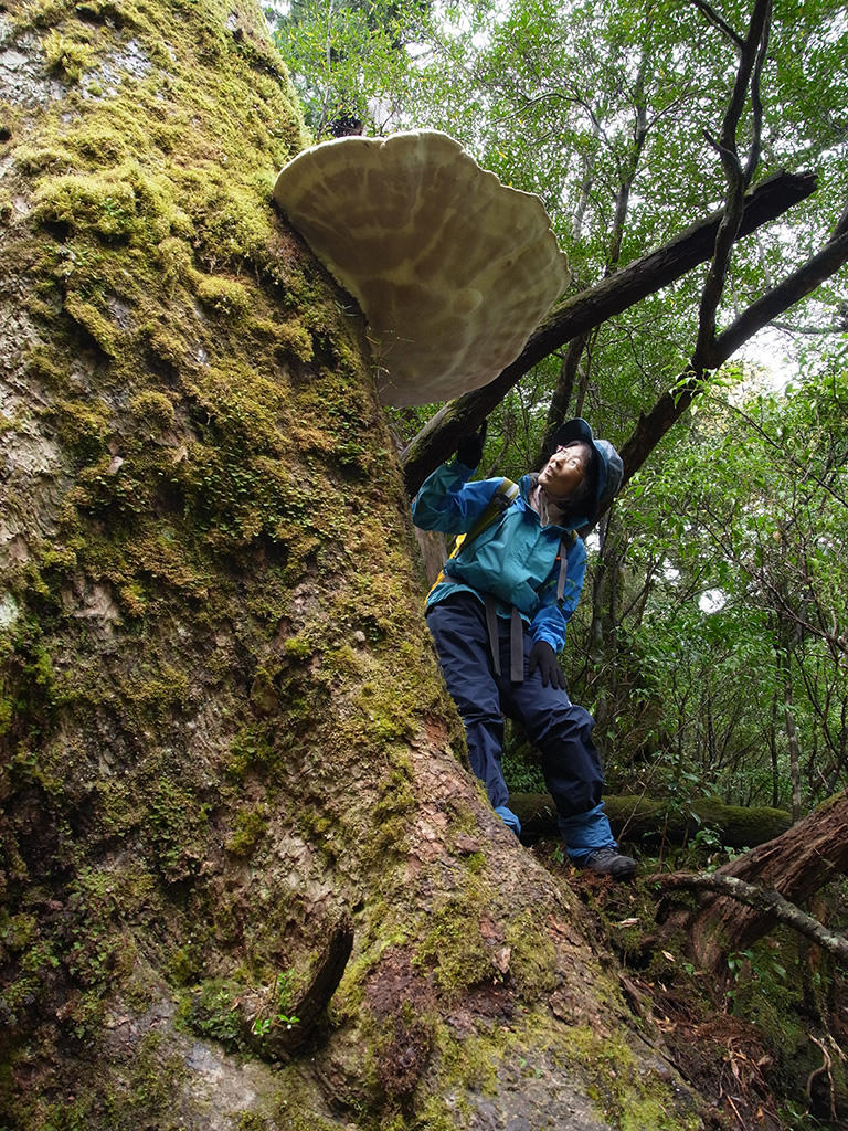 1m越えのツガサルノコシカケを下から覗き込んでいる参加者の写真