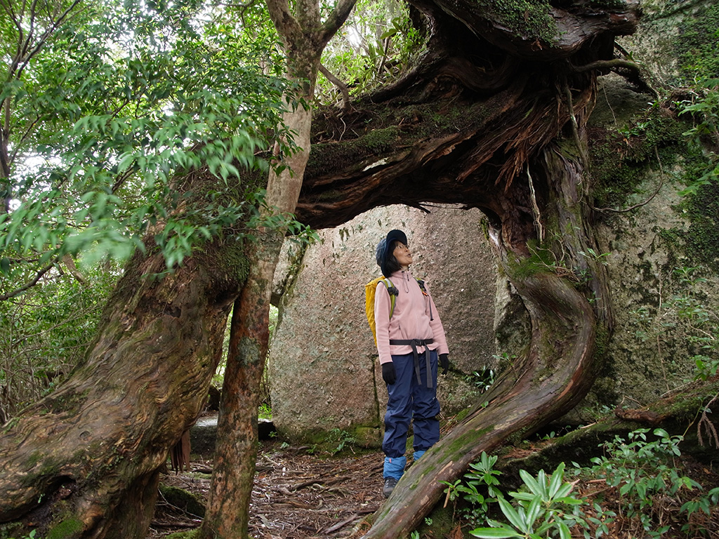 ヒノキのアーチをくぐり抜けてその不思議な造形を仰ぎ見ている参加者の写真
